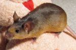 800px-Brown_pet_mouse